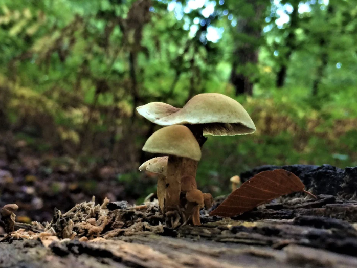 Magic mushroom